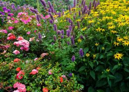 Hur du skapar en blomstrande trädgård med perenner